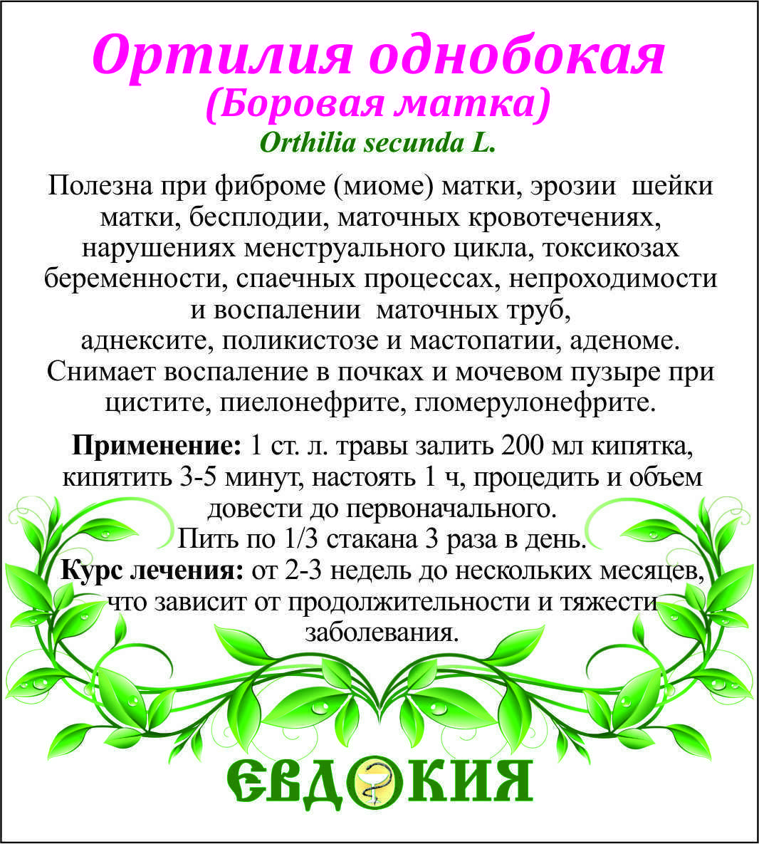 Боровая матка: лечебные свойства и противопоказания
