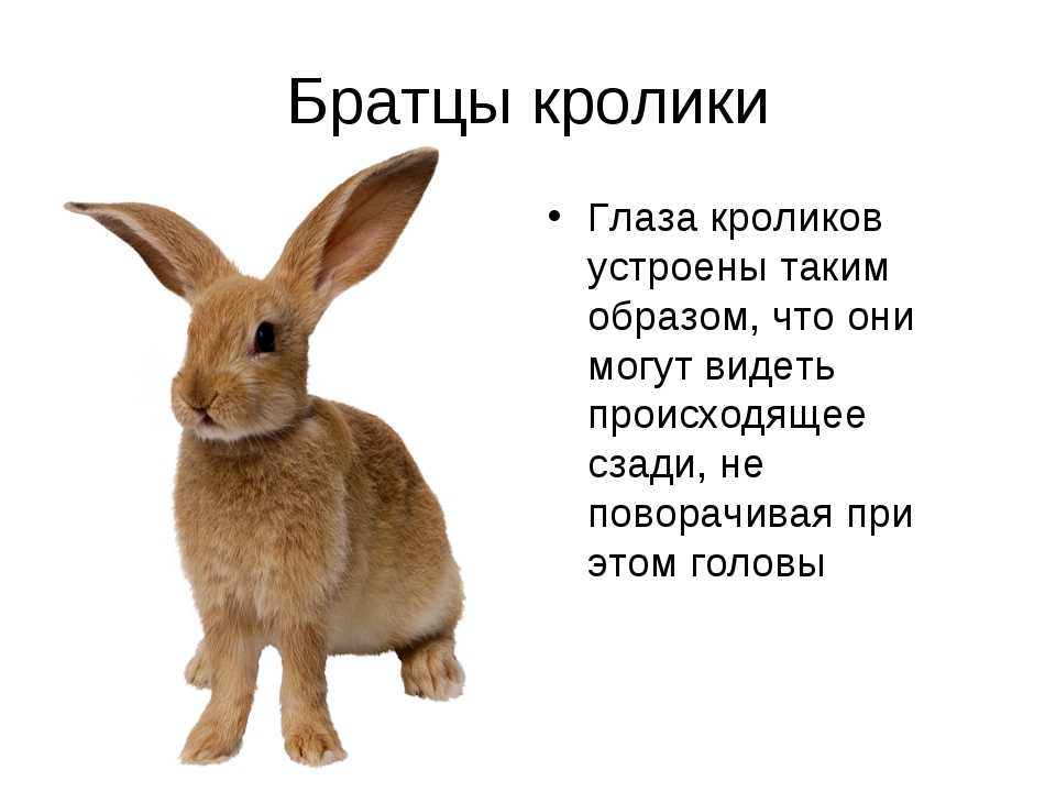 Кто из звезд родился в год Белого Кролика Узнай на WomanJournalru