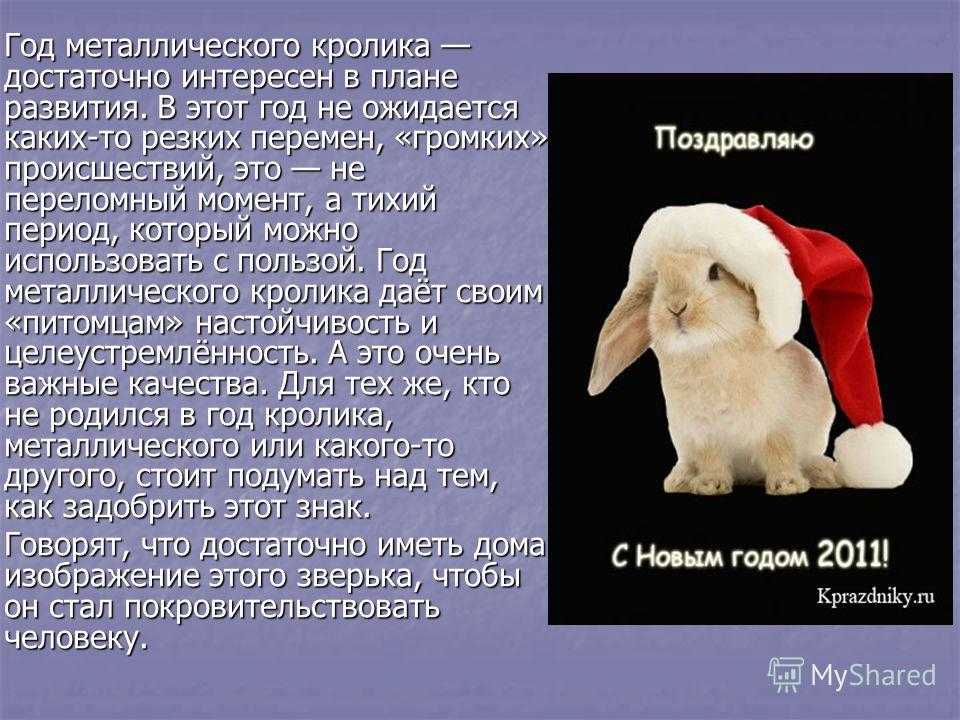Год кролика (кота)