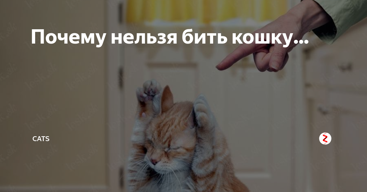 Почему нельзя бить кошек - предостережения и как воспитать