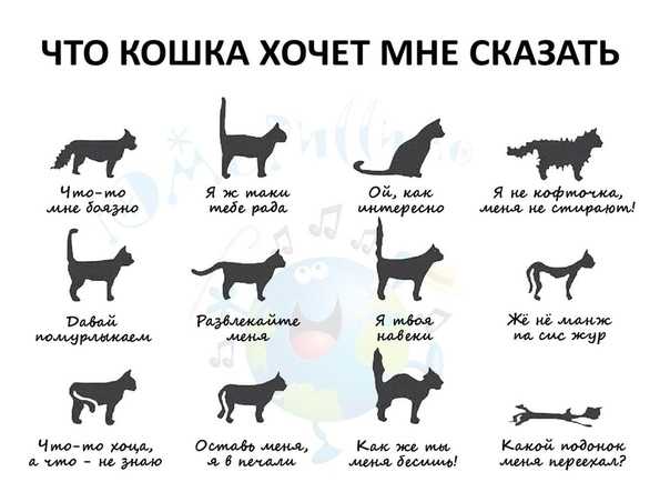 Как наказать кота