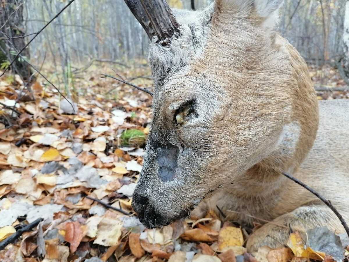 Человек без лица: история чарлы нэш, ставшей жертвой шимпанзе. на эту женщину напал шимпанзе