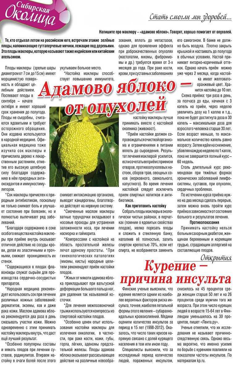 Адамово яблоко или маклюра, что это такое, едят или нет, свойства