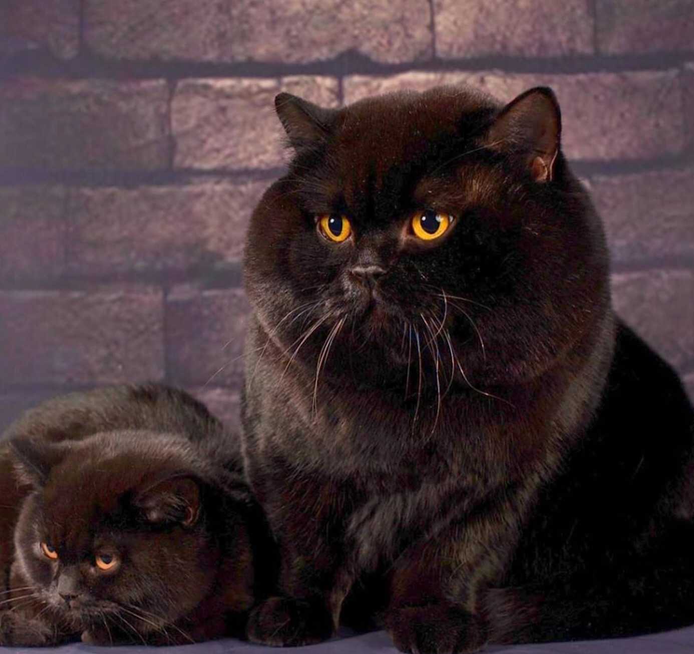 Самые известные коты в мире