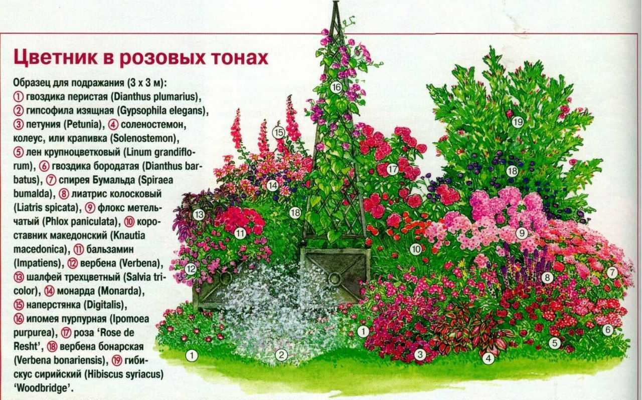 Красивые и вкусные: рецепты из съедобных цветов — ботаничка