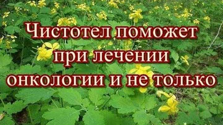 Чистотел - полезные свойства, противопоказания, от чего помогает