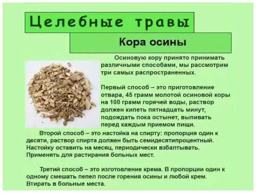 Кора осины — лечебные свойства и противопоказания, применение и отзывы