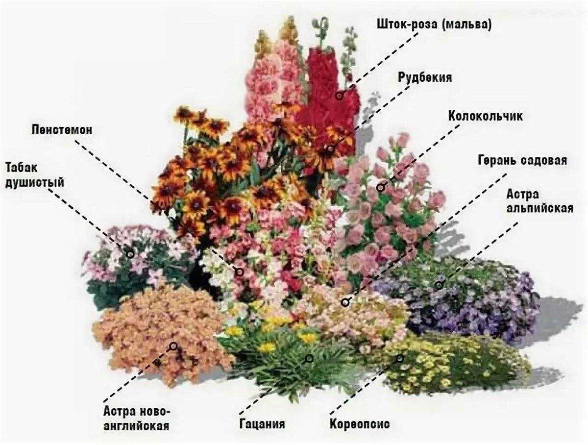 Съедобные цветы