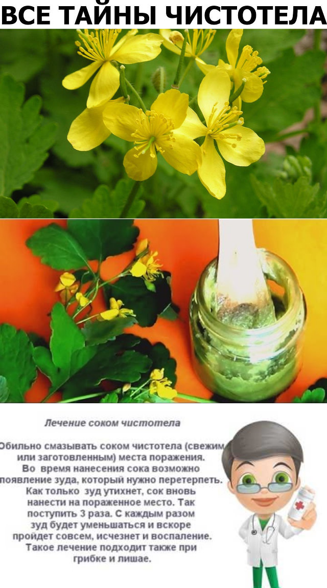 Трава чистотел лечебные свойства