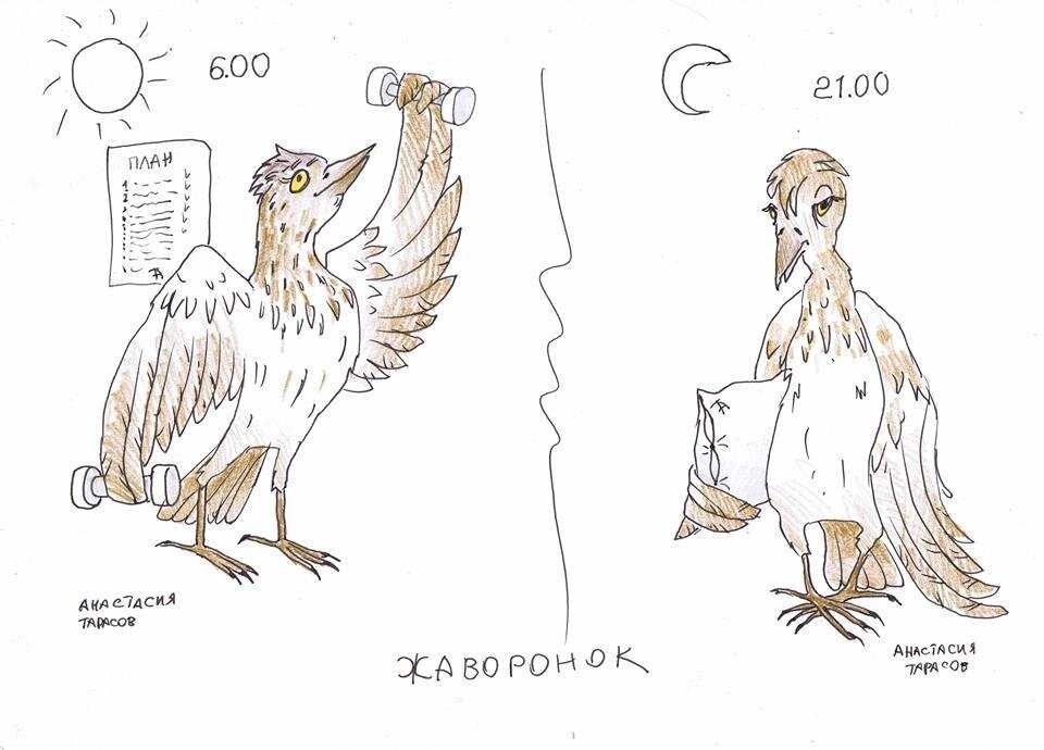 Совы или жаворонки — кто больше склонен к набору лишнего веса?
