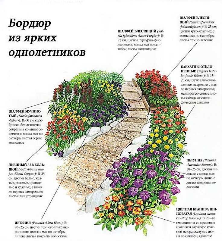 Какие цветы посадить вдоль забора, чтобы цвели все лето: высокие, низкорослые, в тени, в сибири, на урале