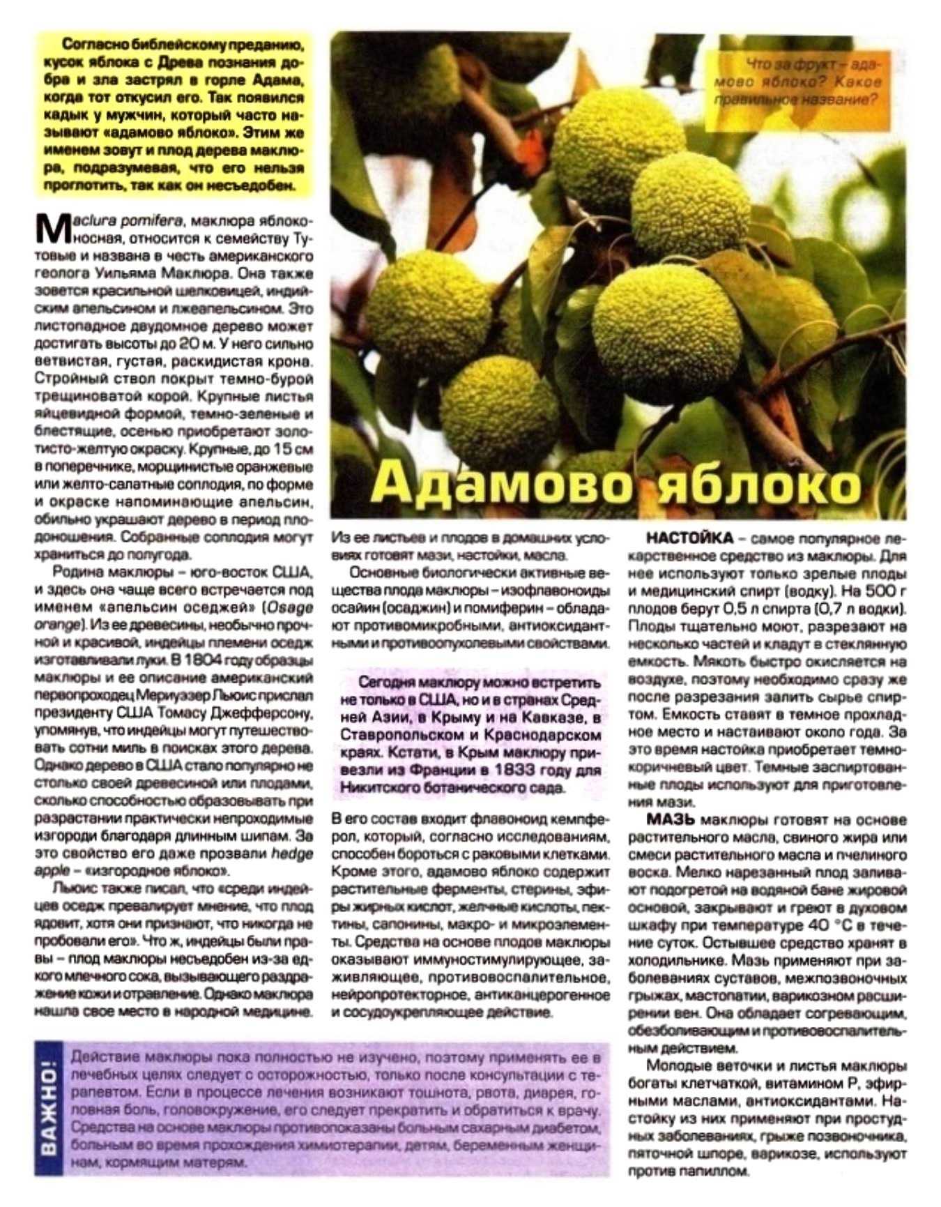 Маклюра – лечебные свойства: применение плодов адамова яблока