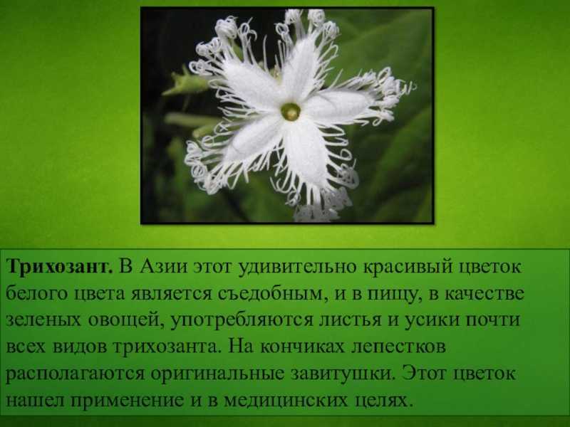 Черный | палитра вики | fandom