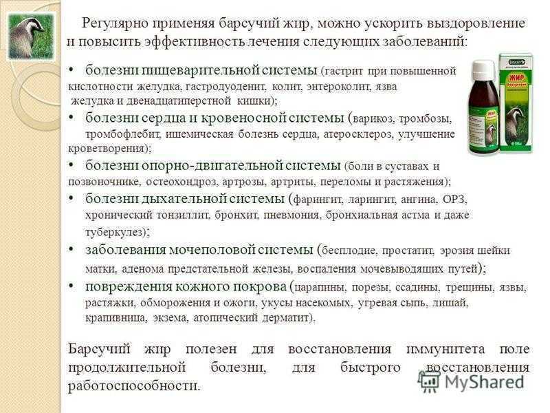 Применение барсучьего жира в народной медицине