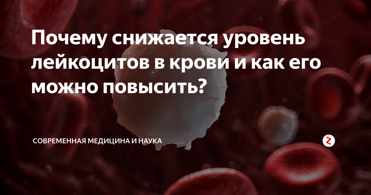 Пониженные лейкоциты в крови: причины и лечение у взрослых