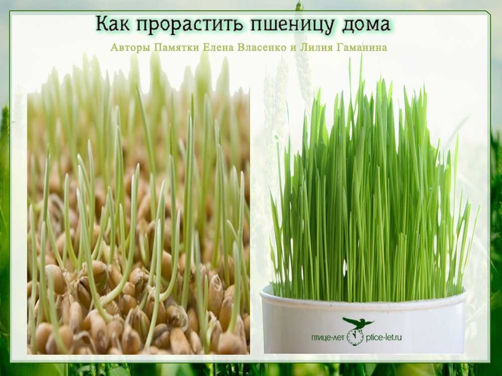 Пп-хлеб из пророщенного зерна: 2 рецепта из ржи и пшеницы