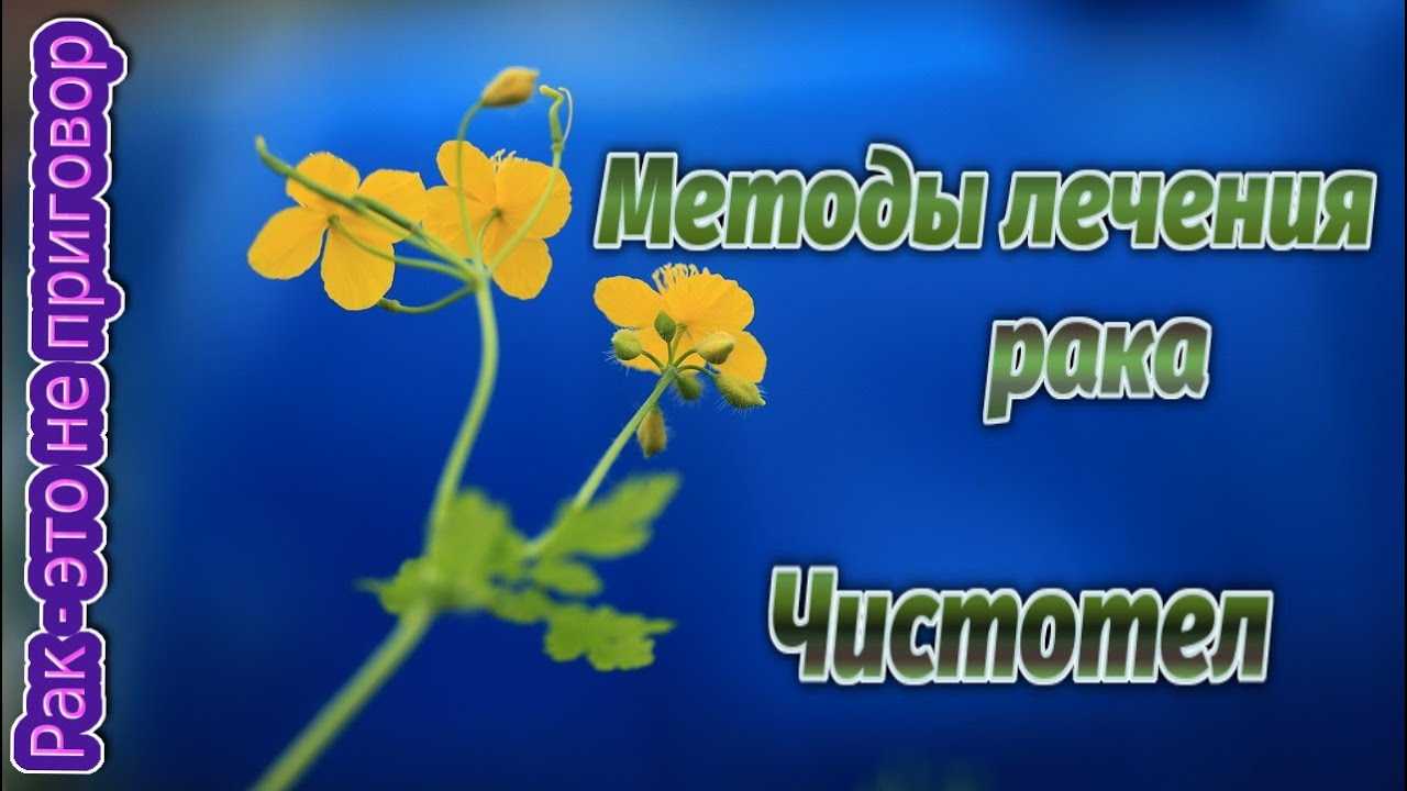 Сок чистотела применение. полезные свойства сока чистотела | здоровье человека