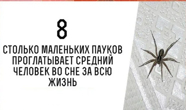 Шокирующая правда: человек съедает пауков во сне