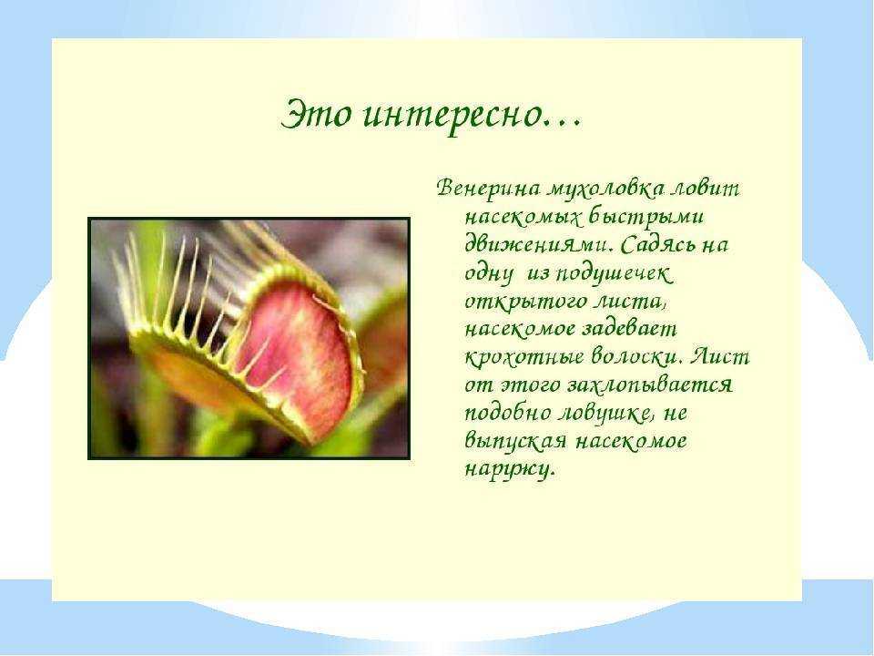 8 интересных фактов о цветах, которых не существует